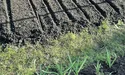 Грядки засіяла вже ранньої весни