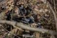 1529-та доба спротиву: Сили оборони відбили 138 атак та знешкодили понад 1200 окупантів