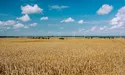 На Львівщині посівні площі збільшують завдяки вільним сільськогосподарським ділянкам