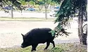Дикий кабан шпацерував по Сумах