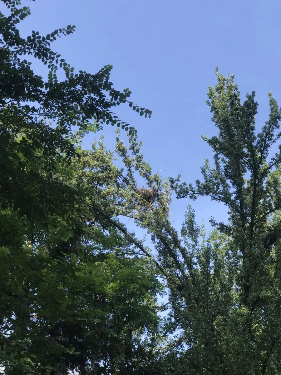Гніздо баклана
