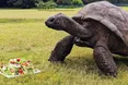 Найстаршій черепасі на світі виповнився 191 рік (ФОТО)