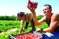 Англійські полуниці збиратимуть українці?