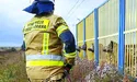 Як кабанів із полону визволяли