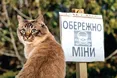 Окупанти замінували… кішку