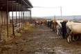 Родинна ферма з довгою історією