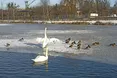Попри мороз, на Левандівському озері лебеді та качки залишаються на воді
