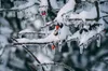 Морози до — 14°: прогноз погоди на 8 лютого