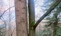 Два різні дерева виросли немовби з одного кореня