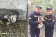 Кішки, не заглядайте у бетонні плити!