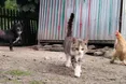 Під час грози Бублик пускає курей-курчат до своєї будки…