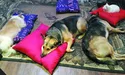 На лоджії пані Галини – «котячий гуртожиток»
