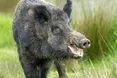 Як лісовий кабан від браги захмелів…
