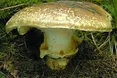 За грибами-корбанами шукають люди і... кабани