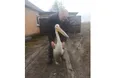 Наляканий бомбами пелікан втік у віддалене село