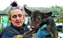 Собаки та коти ночують у хаті, господиня — у літній кухні