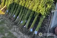 Вирощував коноплі та розповсюджував канабіс: контрабандиста затримано