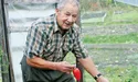 І пізньої осені збирає урожай