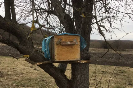 У цю пачку-пастку, сподівається пенсіонер-бджоляр, може залетіти приблудний бджолиний рій. Фото автора