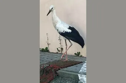 Молодий лелека біля львівського Будинку Воїна