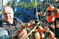 Хурму гартував холодом