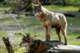 Прикордонники зафіксували зграю вовків біля одного з сіл на Львівщині