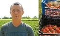 Закарпатська суниця виростає великою та соковитою