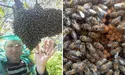 Цьогорічний мед буде з гіркуватим присмаком