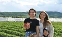 Суниця тішить урожаєм