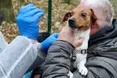 В одному з парків Львова безкоштовно вакцинуватимуть котів і собак від сказу