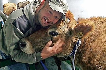 Молоко джерсейських корів&nbsp;&mdash; жирне та смачне