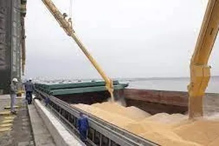 Зерно. Фото умовне