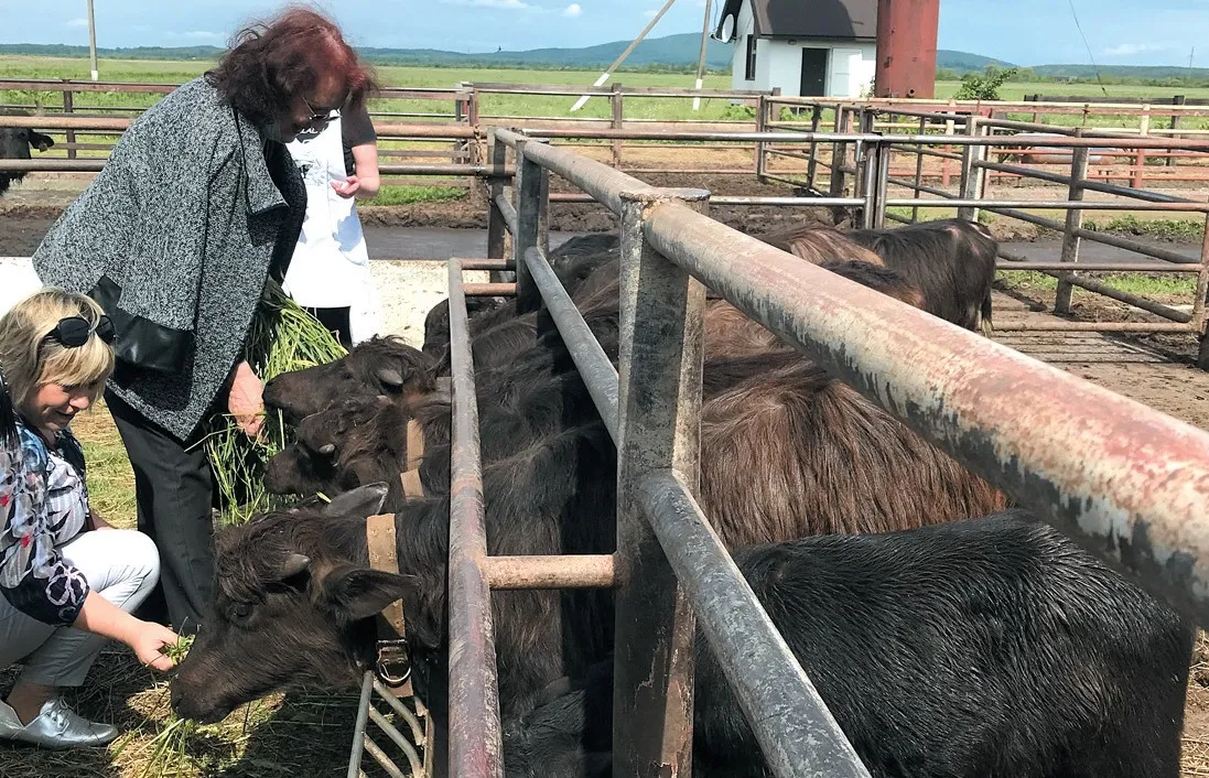 Буйволята-немовлята смакували свіжою травою з рук гостей. Фото автора
