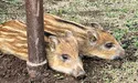 Із фронту Тіша й Тоша перебралися до Харкова