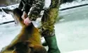 Одні благородних оленів рятували, інші їх мордували