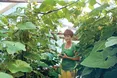 Овочі Босовичів виростають без хімії