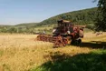 Хоч сіяли по снігу, влітку вродило нівроку!