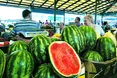 Кавуни по 12 гривень, але попит невеликий