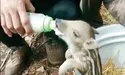 Дике поросятко — «свій пацан»!