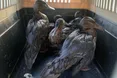 Львів’яни рятують качок від мазуту