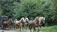 Фіакр — екіпаж парокінний, дрожки — однокінний