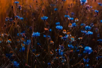 Фото pexels