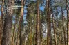 На Житомирщині викрили схему незаконної вирубки майже 200 сосен