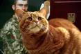 Відбуваючи на фронт, подарував матусі теплий клубочок щастя — кота Марса…