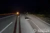 На Запоріжжі розшукують водія, який збив військового та втік