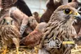 У Львові на волю випустили 22 врятованих боривітрів