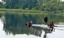 Осіння міграція: лосі форсували Західний Буг