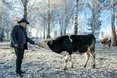 До бичків – зі смачними гостинцями