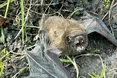 Кажан зимував у печі