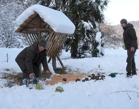 Природоохоронці привезли зубрам чергову порцію кормів. Фото НПП "Сколівські Бескиди"